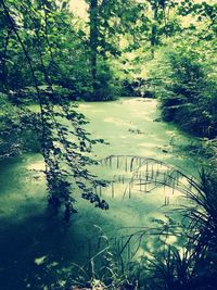 Scenic view of lake in forest