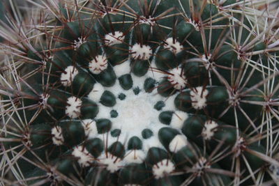 High angle view of cactus flower