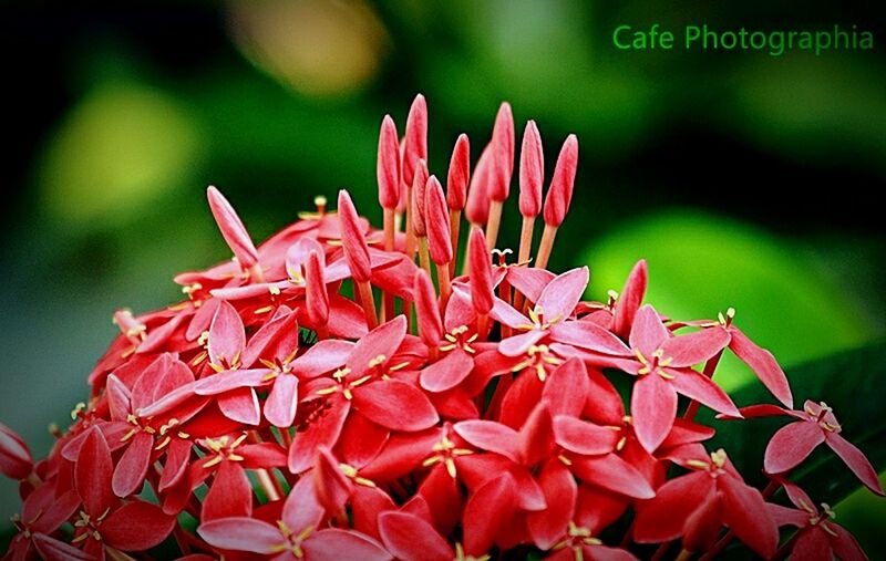 CLOSE-UP OF RED FLOWERS BLOOMING