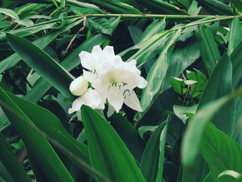 Close-up of white flowers