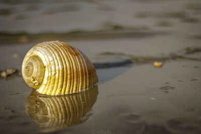 Close-up of seashell on beach