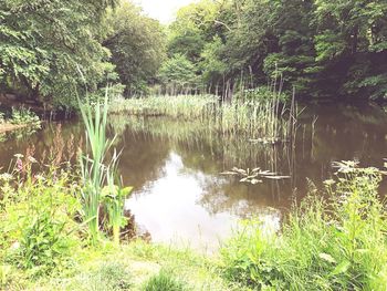 Scenic view of lake amidst trees in forest