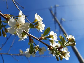 Close-up of cherry blossoms on tree