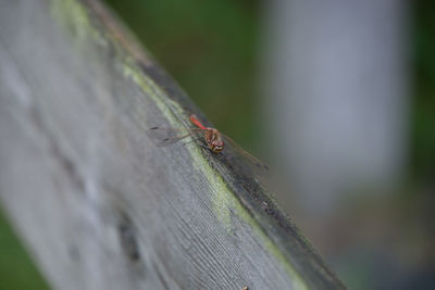 Close-up of insect