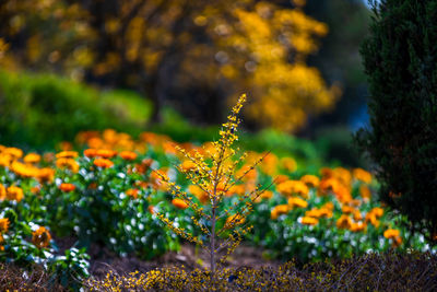 Close-up of yellow flowering plants on field