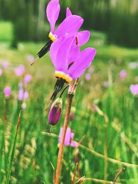 Close-up of purple crocus blooming outdoors