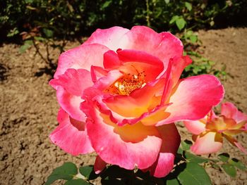 Close-up of pink flower