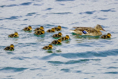 Ducks swimming in water