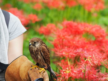 Midsection of woman holding bird on hand