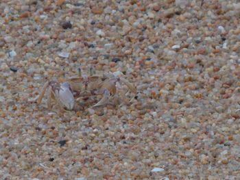 Close-up of crab on pebbles at beach