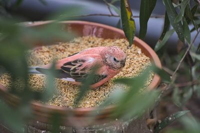 Close-up of bird