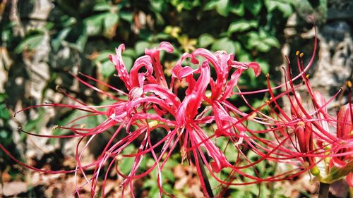 Close-up of pink flowers