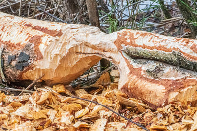 High angle view of tree trunk in forest