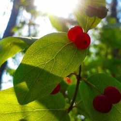 Close-up of red leaves on tree