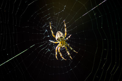 Close-up of spider on web