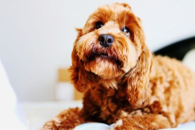 Close-up portrait of dog at home