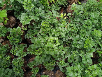 High angle view of ivy growing on field