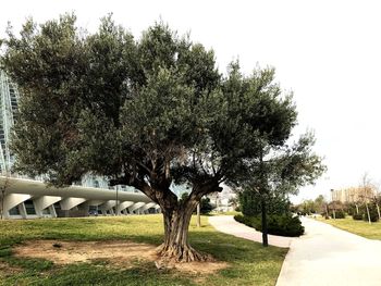 Trees against sky