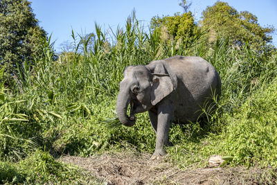 View of elephant on land