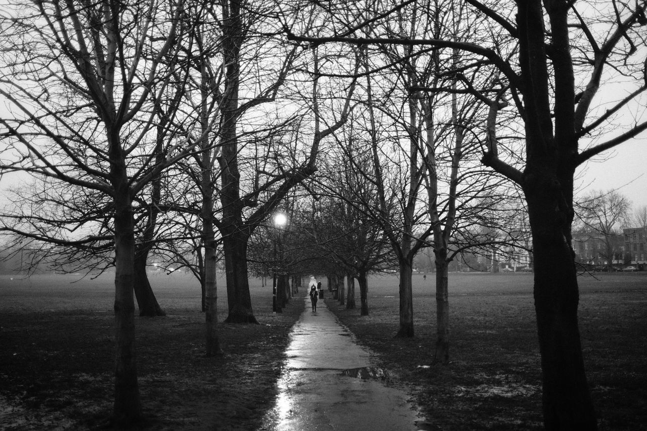 BARE TREES ALONG FOOTPATH