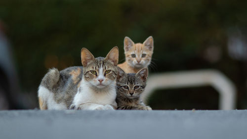 Portrait of cats sitting