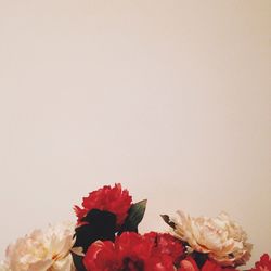 Close-up of red flowers over white background