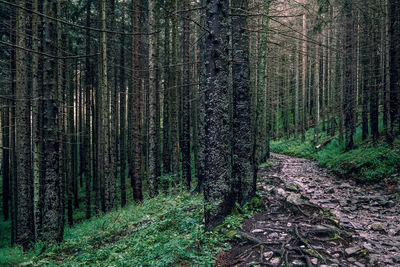 Pine trees in forest