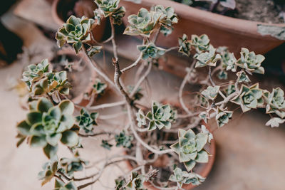 Close-up of potted plant