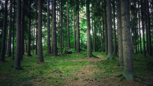 Pine trees in forest