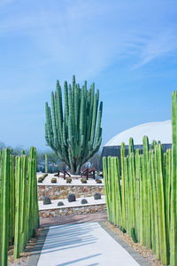 Cactus in row against sky