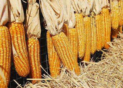 Close-up of yellow for sale in market