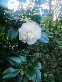 Close-up of white flowering plant