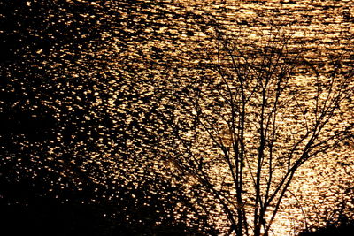 Close-up of tree against sky at night