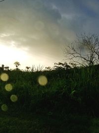 Scenic view of field against sky during sunset