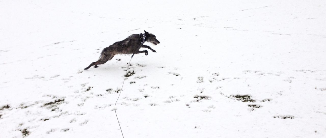 animal themes, one animal, animals in the wild, wildlife, sand, beach, high angle view, nature, full length, day, outdoors, dog, no people, zoology, bird, copy space, walking, snow, mammal, side view