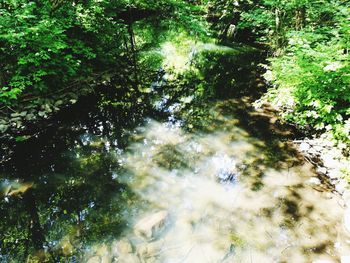 Scenic view of river amidst trees in forest