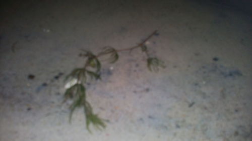 High angle view of dead plant in sea