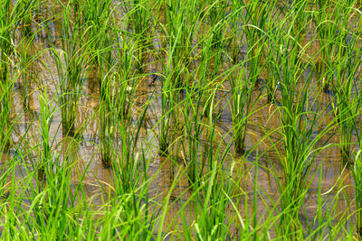 Full frame shot of grass on field