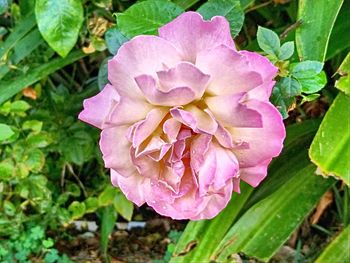 Close-up of pink rose