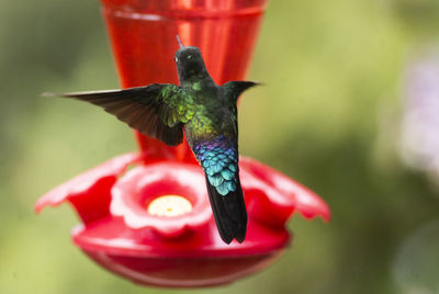 Close-up of a bird flying