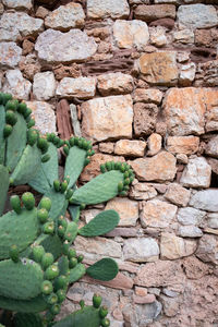 Plant growing on stone wall