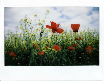 Close-up of poppy flowers blooming on field