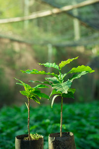 Close-up of small plant growing in pot