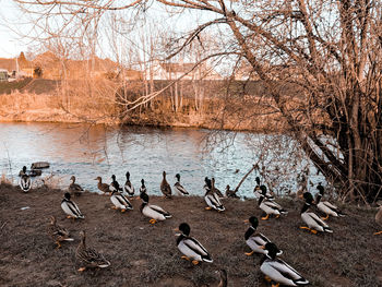 View of birds on beach