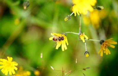 Bee on dandelion