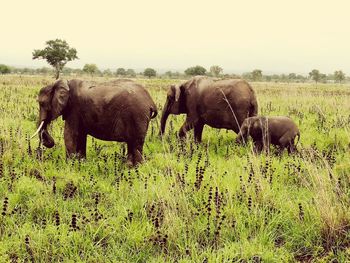 Elephant grazing on field against clear sky
