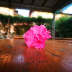 Close-up of pink hibiscus on table