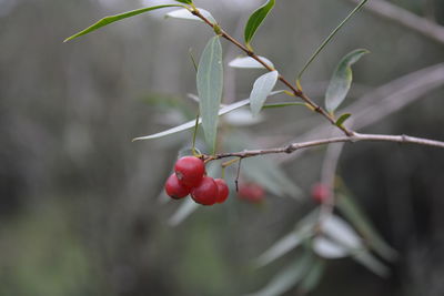 Close-up of red berries growing on plant