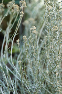 Close-up of flowering plants on field