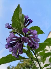 Close-up of purple flowering plant